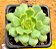 Echeveria derenbergii green - Imagem 4