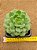 Echeveria derenbergii green - Imagem 1