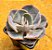 Echeveria dusty rose - Imagem 1