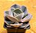 Echeveria dusty rose - Imagem 3