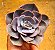 Echeveria dusty rose - Imagem 6