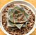 Echeveria dyonisos - Imagem 1