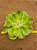 Echeveria enfant variegata - Imagem 1