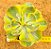 Echeveria enfant variegata - Imagem 4