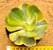 Echeveria enfant variegata - Imagem 1