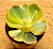Echeveria enfant variegata - Imagem 2