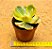 Echeveria enfant variegata - Imagem 3