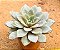 Echeveria german champagne - Imagem 2