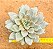 Echeveria german champagne - Imagem 1