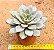 Echeveria german champagne - Imagem 3