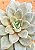 Echeveria german champagne - Imagem 4