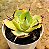 Agave potatorum variegata - Imagem 2