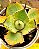 Agave potatorum variegata - Imagem 4