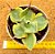 Agave potatorum variegata - Imagem 2