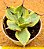 Agave potatorum variegata - Imagem 1