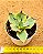 Agave potatorum variegata - Imagem 3
