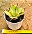 Agave potatorum variegata - Imagem 3