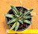 Agave victoriae reginae - Imagem 1