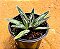 Agave victoriae reginae - Imagem 2