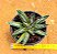 Agave victoriae reginae - Imagem 4