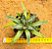 Agave victoriae reginae - Imagem 1