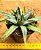 Agave victoriae reginae - Imagem 2