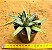 Agave victoriae reginae - Imagem 3