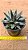 Agave victoriae reginae - Imagem 2