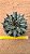 Agave victoriae reginae - Imagem 1