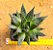 Aloe aristata - Imagem 1