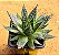 Aloe aristata - Imagem 2