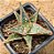 Aloe bright star - Imagem 5