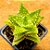 Aloe juvenna - Imagem 2
