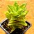 Aloe juvenna - Imagem 1