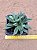 Aloinopsis orpenii - Imagem 1