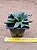 Aloinopsis orpenii - Imagem 2