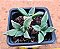 Aloinopsis orpenii - Imagem 2