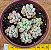 Amoena microcalyx - Imagem 4