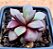 Anacampseros rufescens - Imagem 1