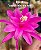 Aporocactus flagelliformis - Cacto "rabo-de-rato" - Imagem 2