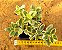 Aptenia cordifolia variegata - Imagem 5