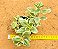 Aptenia cordifolia variegata - Imagem 1