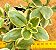 Aptenia cordifolia variegata - Imagem 2