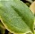 Aptenia cordifolia variegata - Imagem 3