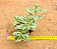 Aptenia cordifolia variegata - Imagem 4