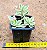 Aptenia cordifolia variegata - "Rosinha-do-sol variegata" - Imagem 2
