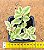 Aptenia cordifolia variegata - "Rosinha-do-sol variegata" - Imagem 3