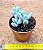 Cotyledon orbiculata var. Oophylla - Imagem 3