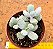 Cotyledon orbiculata var. Oophylla - Imagem 2