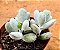 Cotyledon orbiculata var. Oophylla - Imagem 4